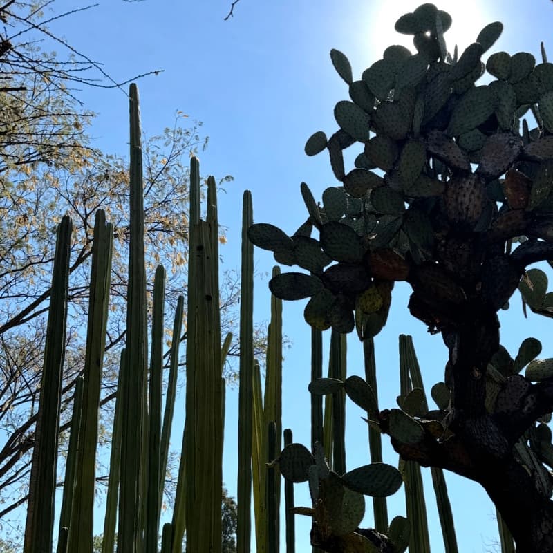 Cover Image for Paint & Draw BSA Club - Shapes & Silhouettes