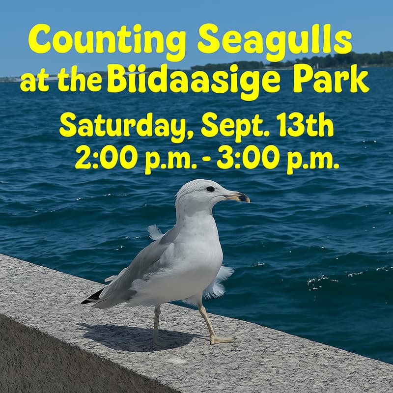 Cover Image for Counting Seagulls at the Biidaasige Park