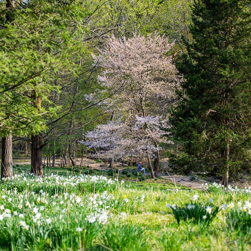 Cover Image for Earth Day at Dumbarton Oaks Park Conservancy