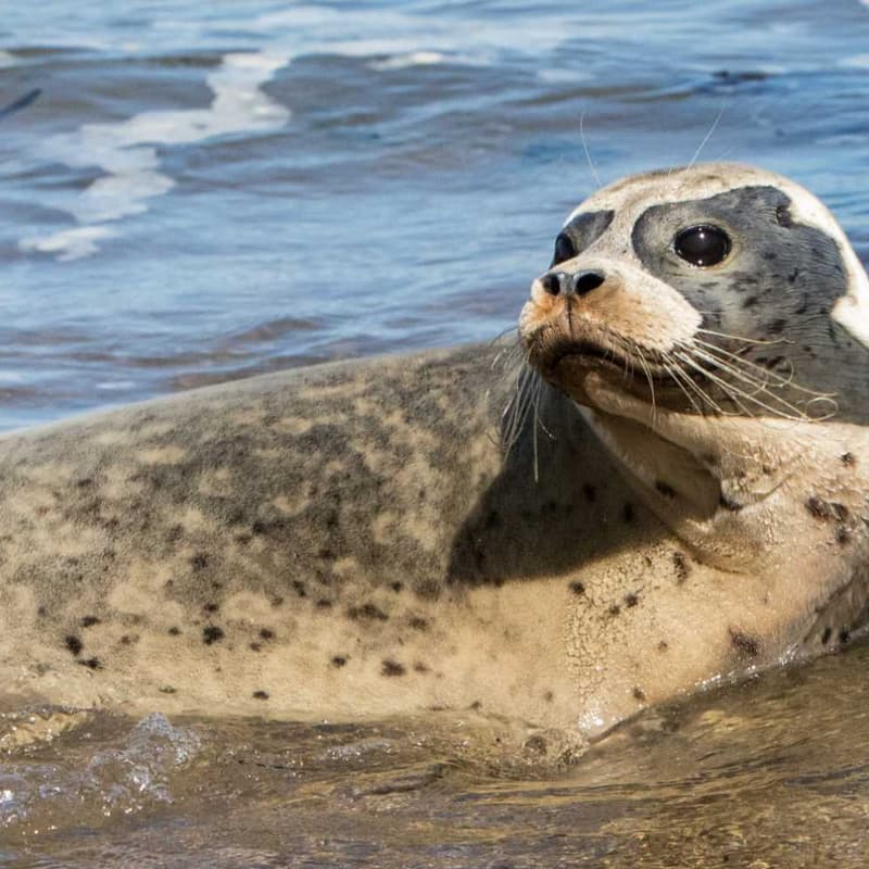 Cover Image for Climate Change and Marine Mammals