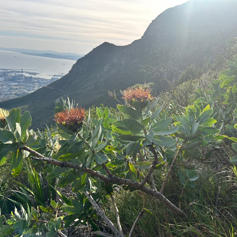 Cover Image for WorkoutDAO Cape Town  - Trail Run