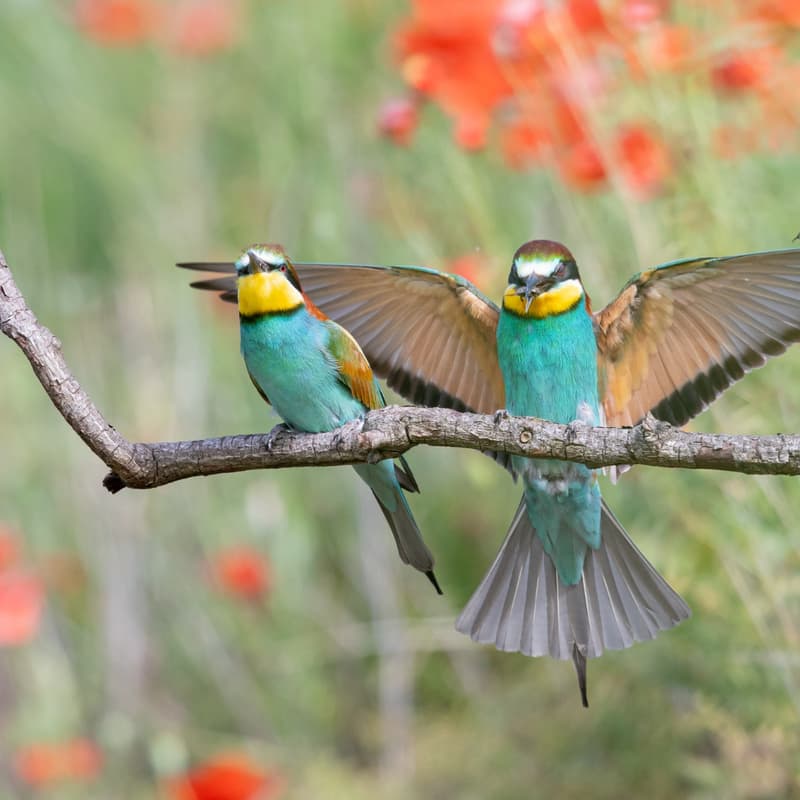 Cover Image for Bird Hunt!