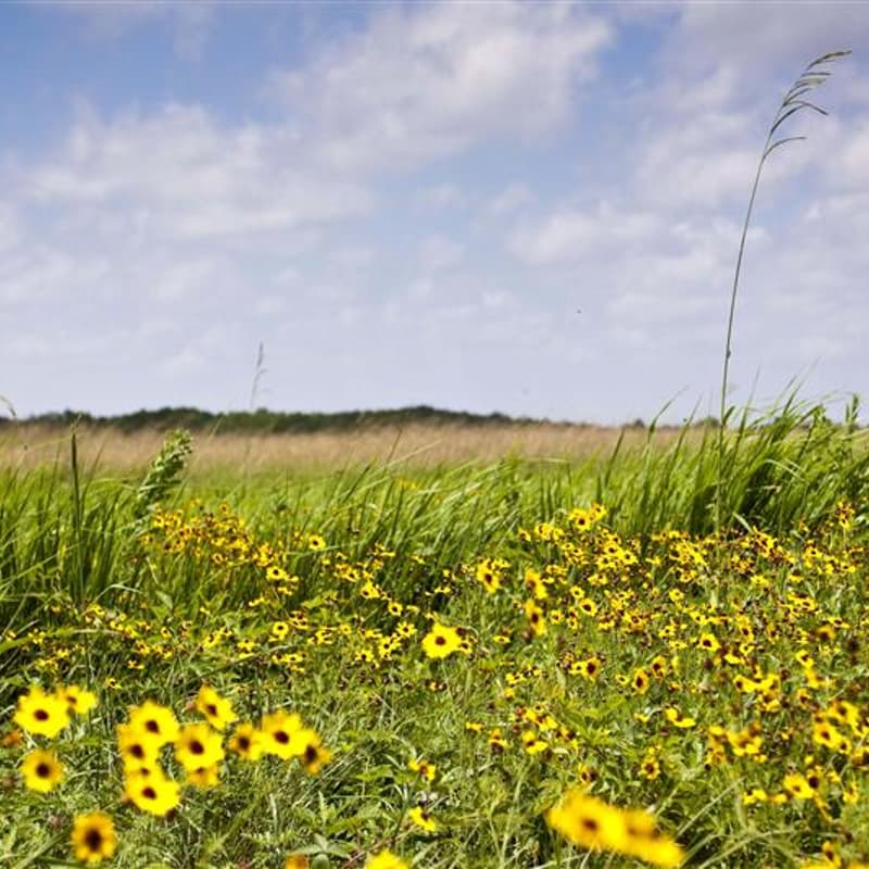 Cover Image for Climate, Carbon, and Conservation