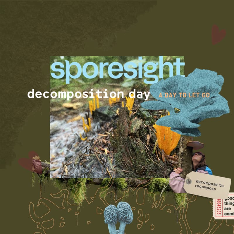 Cover Image for decomposition day