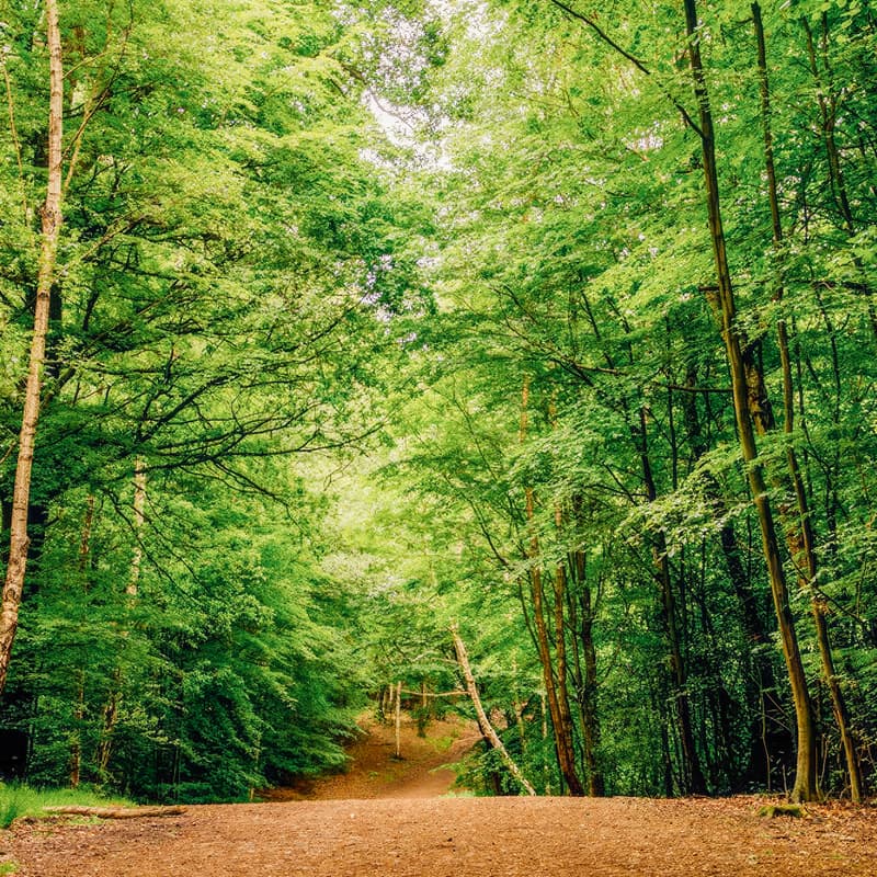 Cover Image for Explorers Club Hike — Epping Forest 📍
