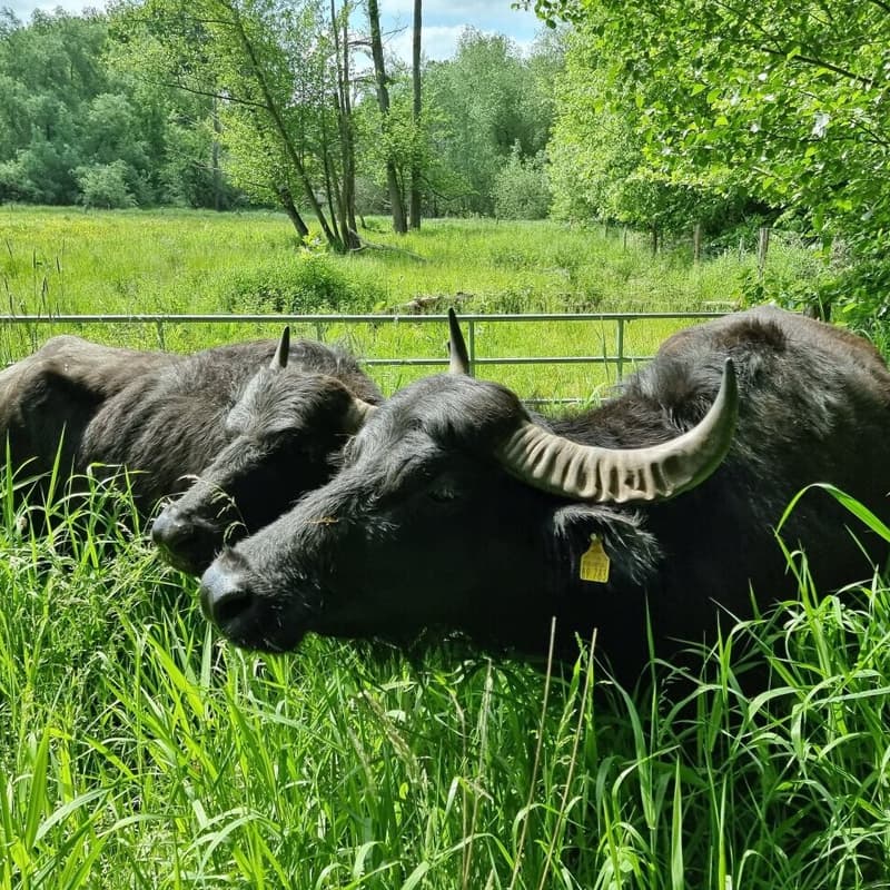 Cover Image for Water Buffalos at Tegeler Fließ II – The Sequel