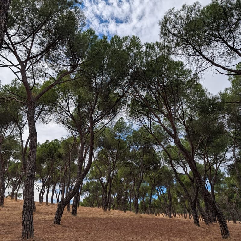 Cover Image for "El espacio intermedio": Casa de Campo