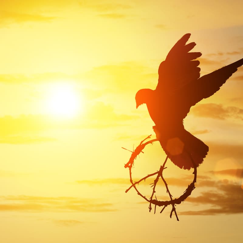 Cover Image for Velkommen til Fredsmeditasjon på Zoom