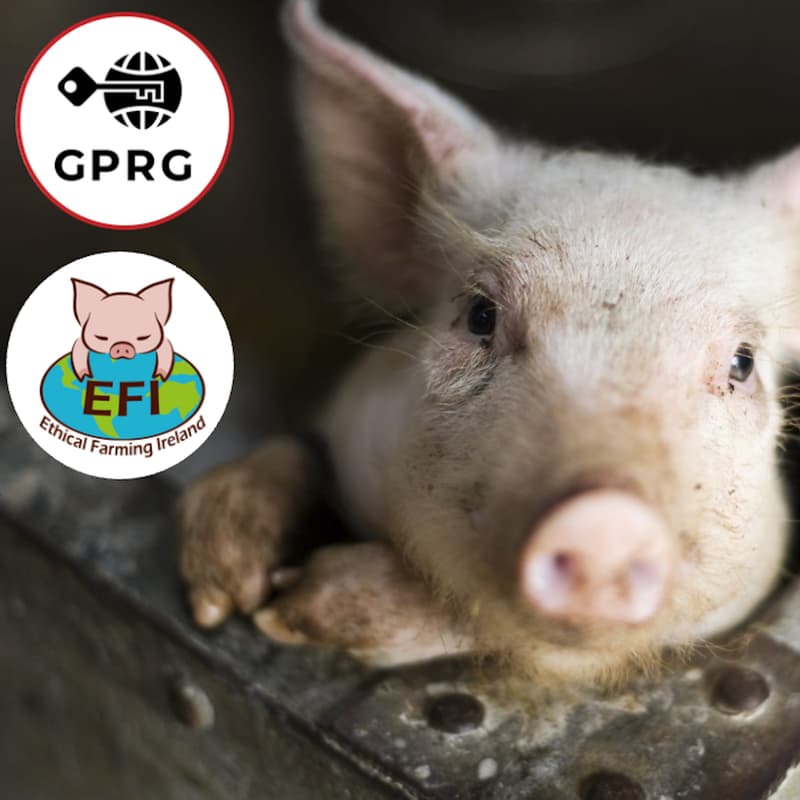 Cover Image for Take Action for Farmed Animals in Ireland