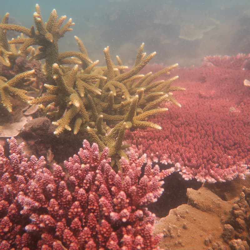Cover Image for Seeds of Change: A Systems View of Marine Conservation in Singapore