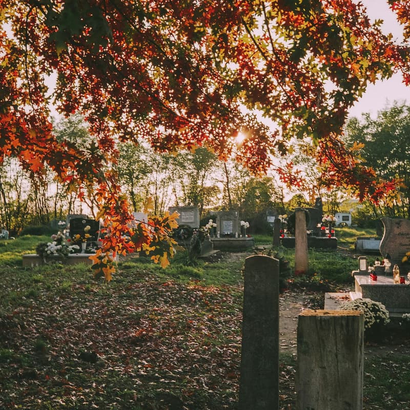 Cover Image for Death Is Life, Too