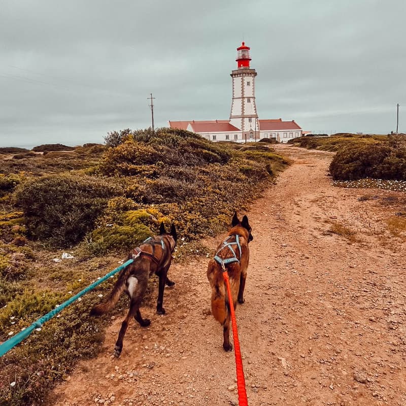 Cover Image for Rando'nez