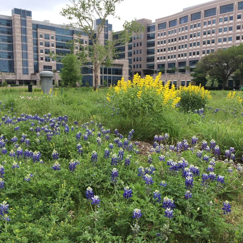 Cover Image for Native Planting