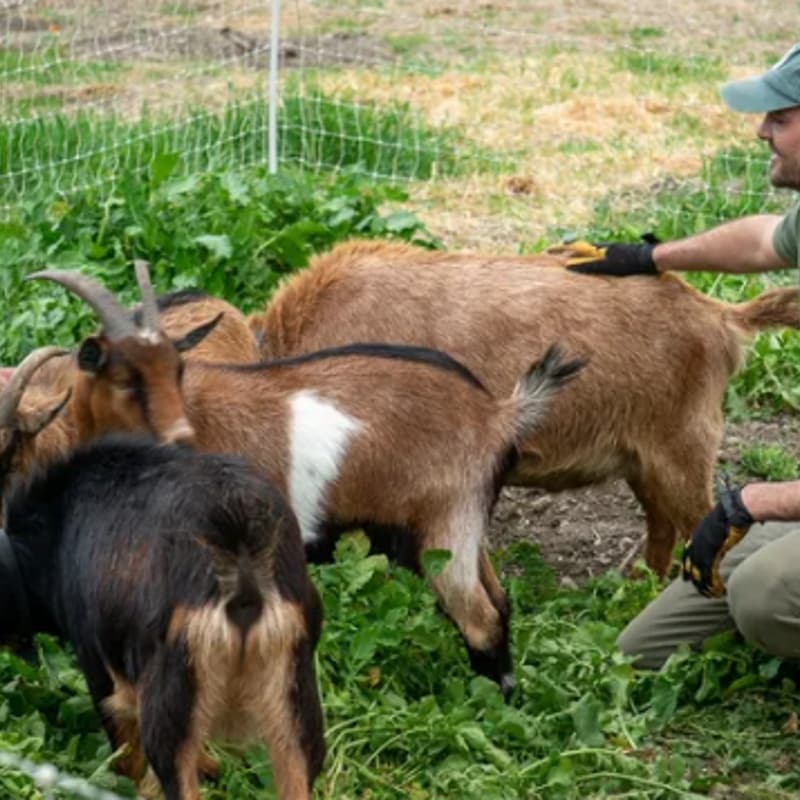 Cover Image for Goat Care Workshop