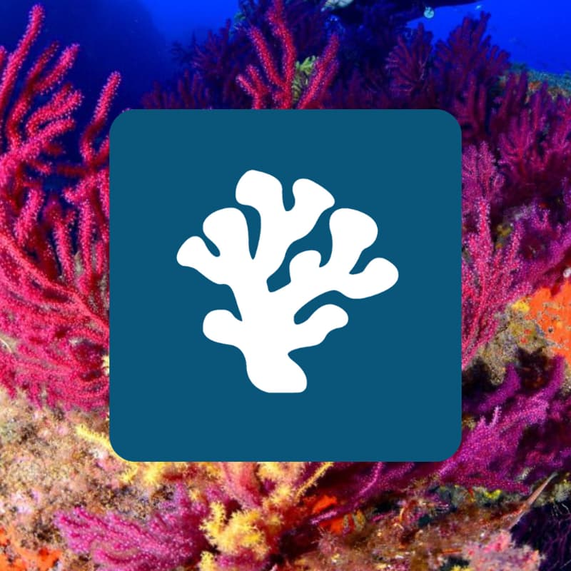 Cover Image for Cadaqués <> Reefing Project