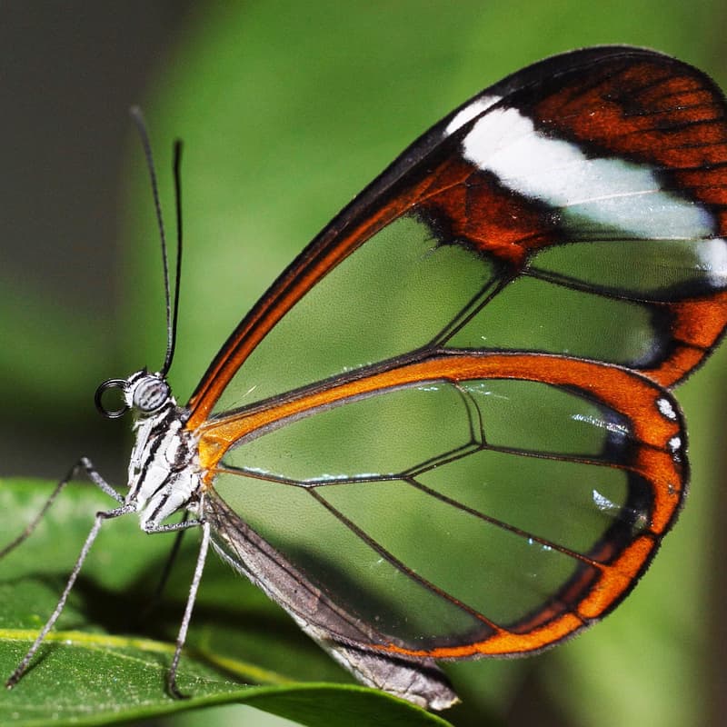 Cover Image for Wildlife Nature Hour: Talks and "Live" Demos