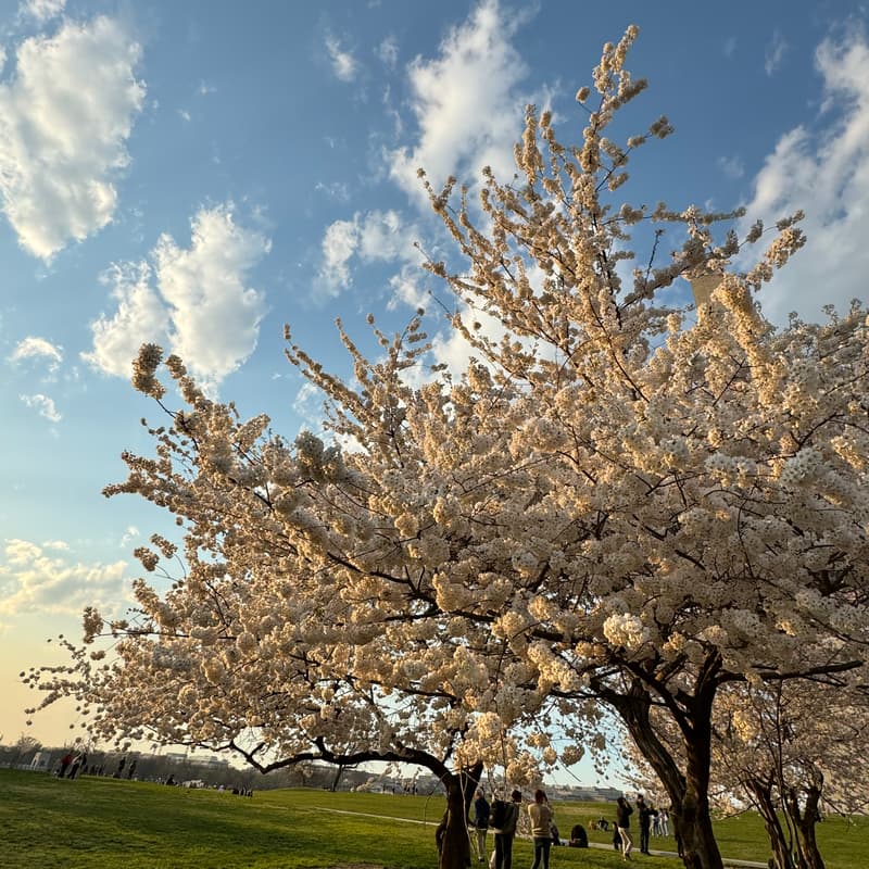 Cover Image for DC° Sip & Yap + Cherry Blossom Picnic