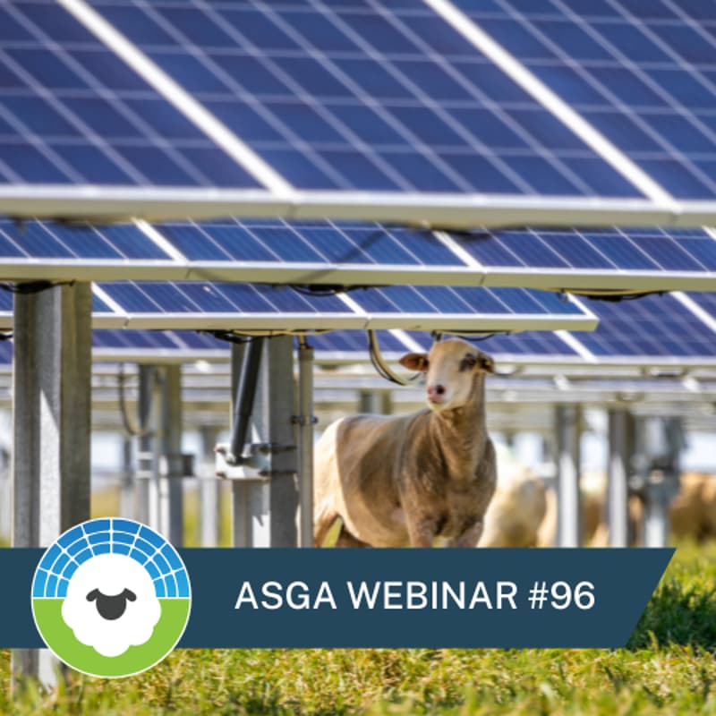 Cover Image for ASGA Call #96: ASGA and NLR's New Checklist for Implementing Solar Grazing