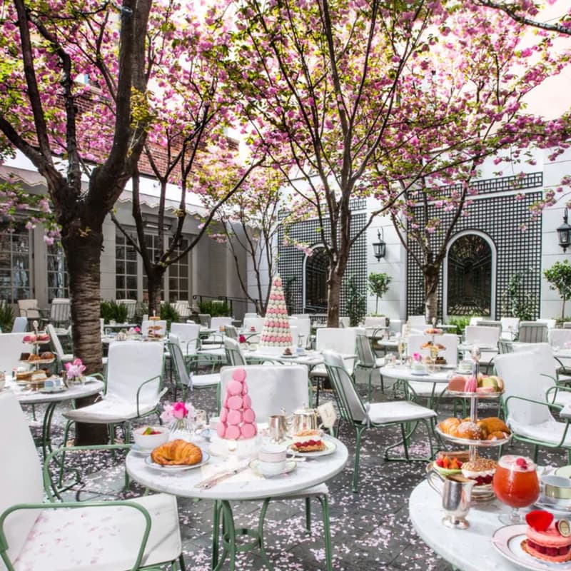Cover Image for Sakura Teatime with Stripe