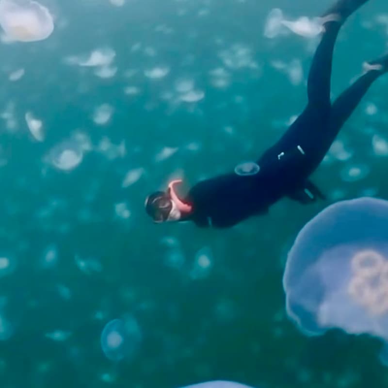 Cover Image for Snorkellers of BC monthly meet up - A year of adventures