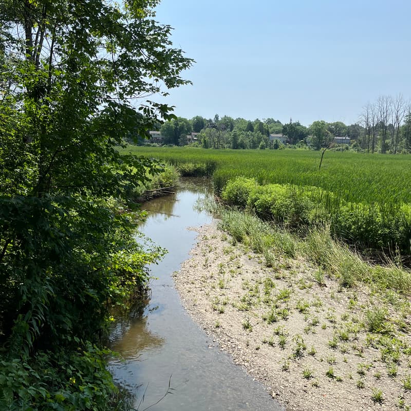 Cover Image for Post Rain Hike At Rattray Marsh Conservation Area☀️ - 8KM