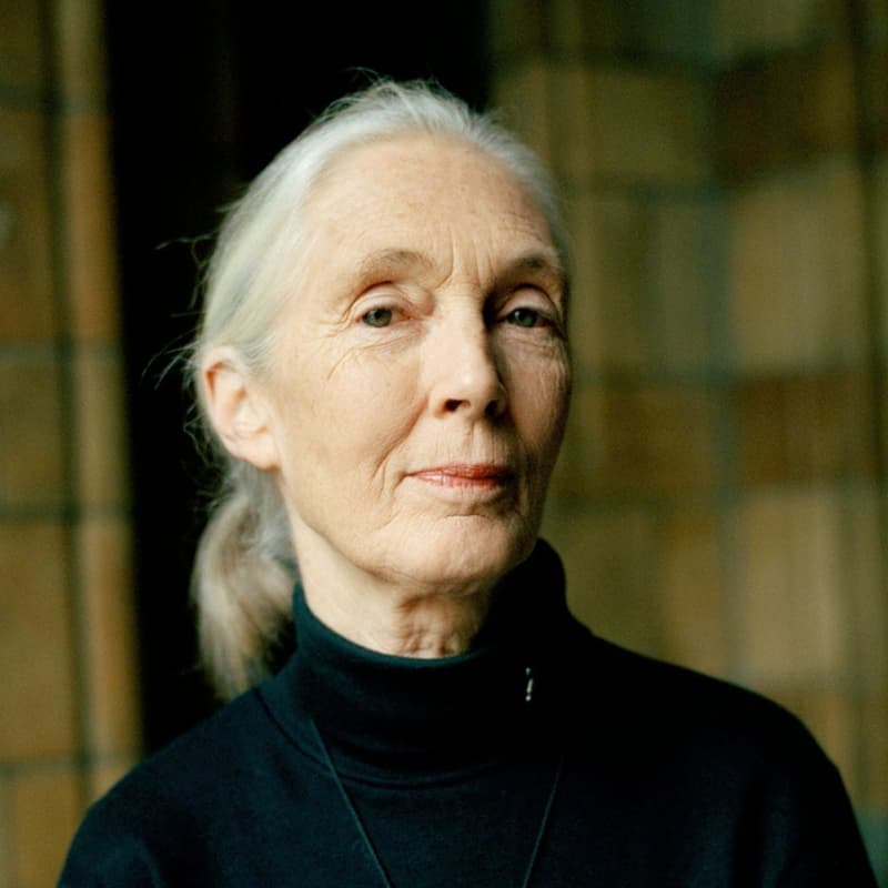 Cover Image for Honoring Jane Goodall's Legacy: Film Screening and Discussion