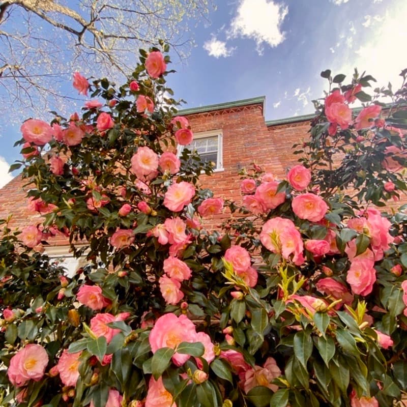 Cover Image for Women in Climate Investing & Finance - Golden Hour Walk Through Georgetown in Bloom