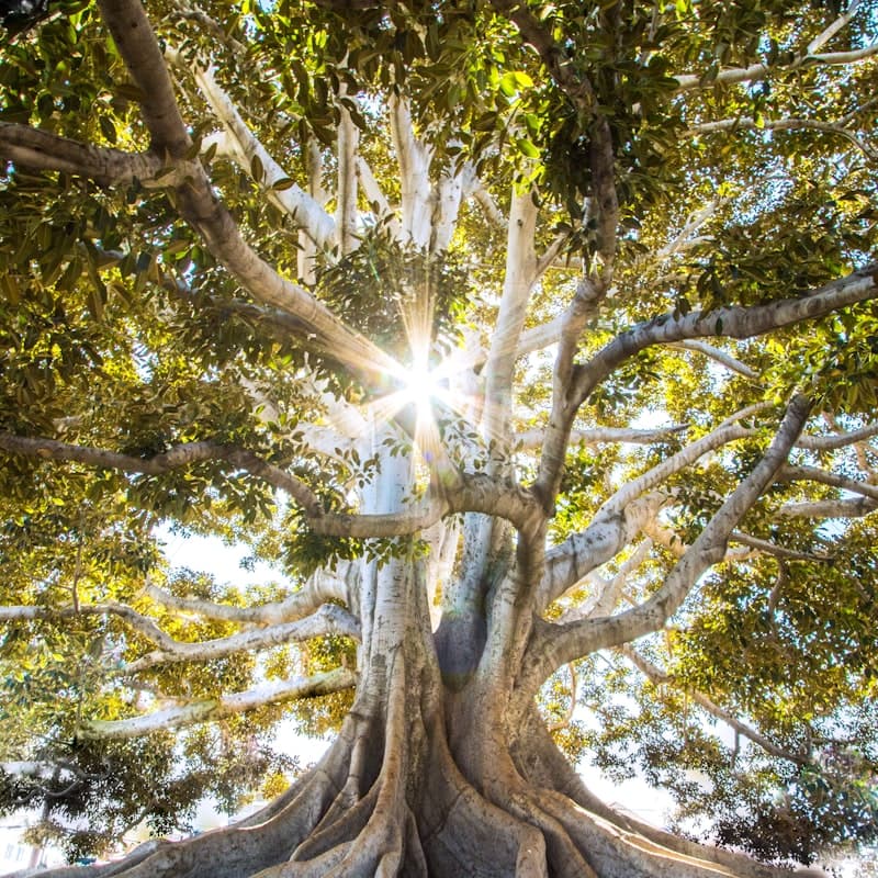 Cover Image for Leadership Webinar: Align Your Life, Lead with Purpose, & Live with Inner Integrity