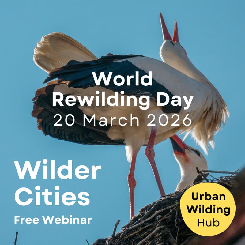 Cover Image for World Rewilding Day webinar: Wilder Cities