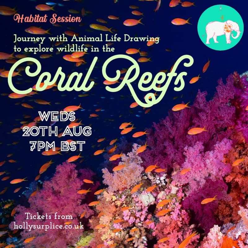 Cover Image for Habitat Drawing Session: Coral Reefs