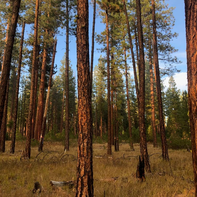 Cover Image for Bear Creek Burn