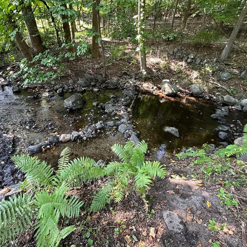 Cover Image for From Mats to Mud: Family Yoga + Fern Planting