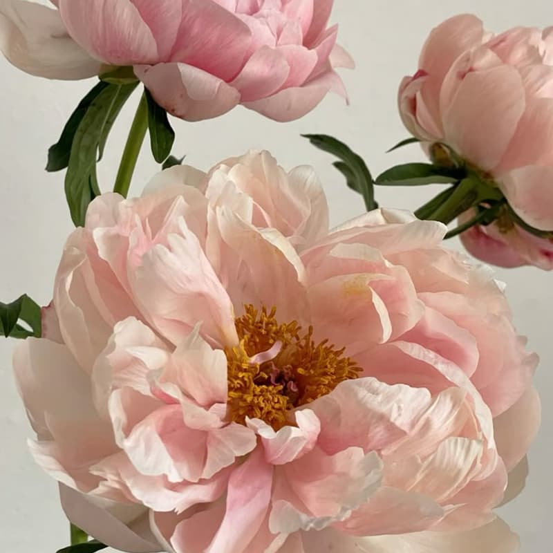 Cover Image for The Magic of Peonies: Flower Design Workshop