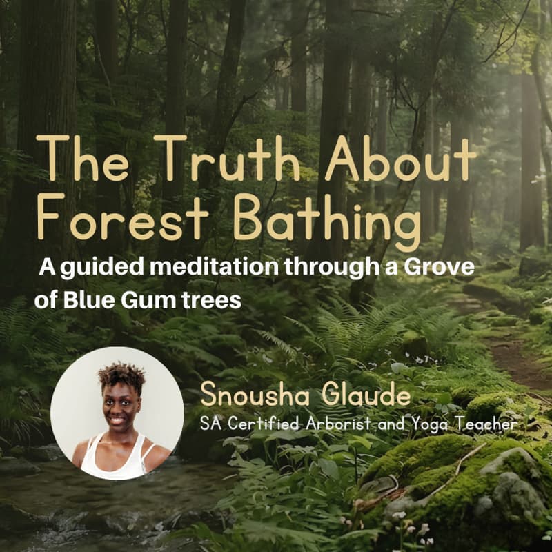 Cover Image for The Full-Sensory Reset: Why Your Body Needs the Forest