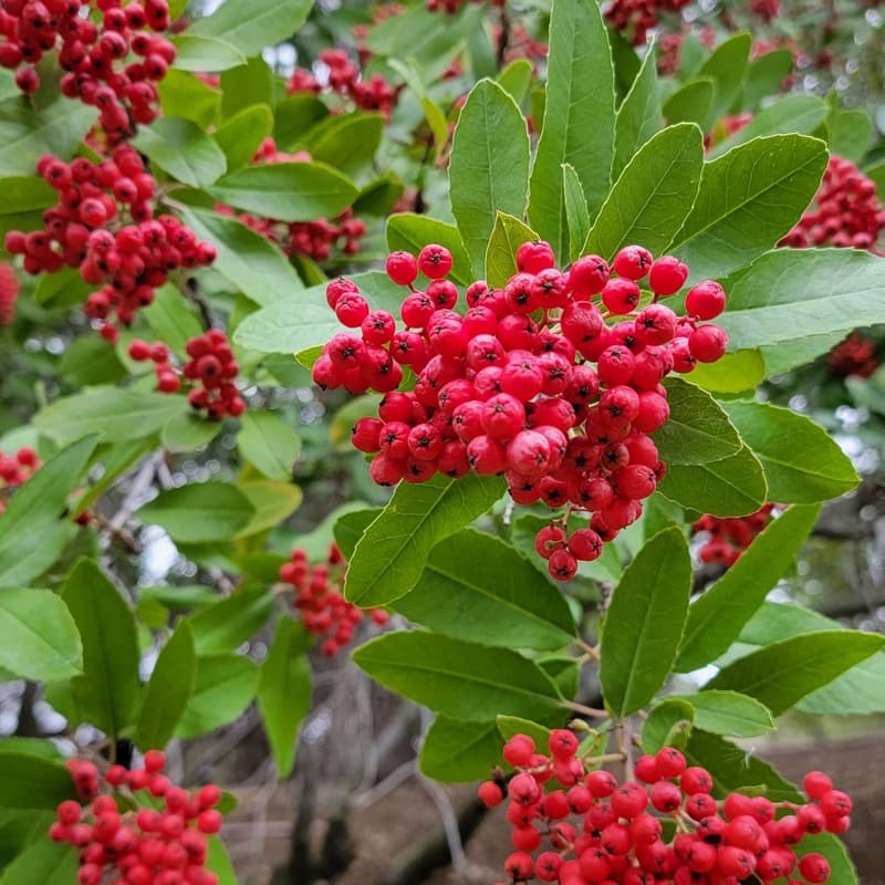 Cover Image for Get ready for the holidays with native plant wreaths and table centerpieces - A hands-on, how-to workshop for adults and kids