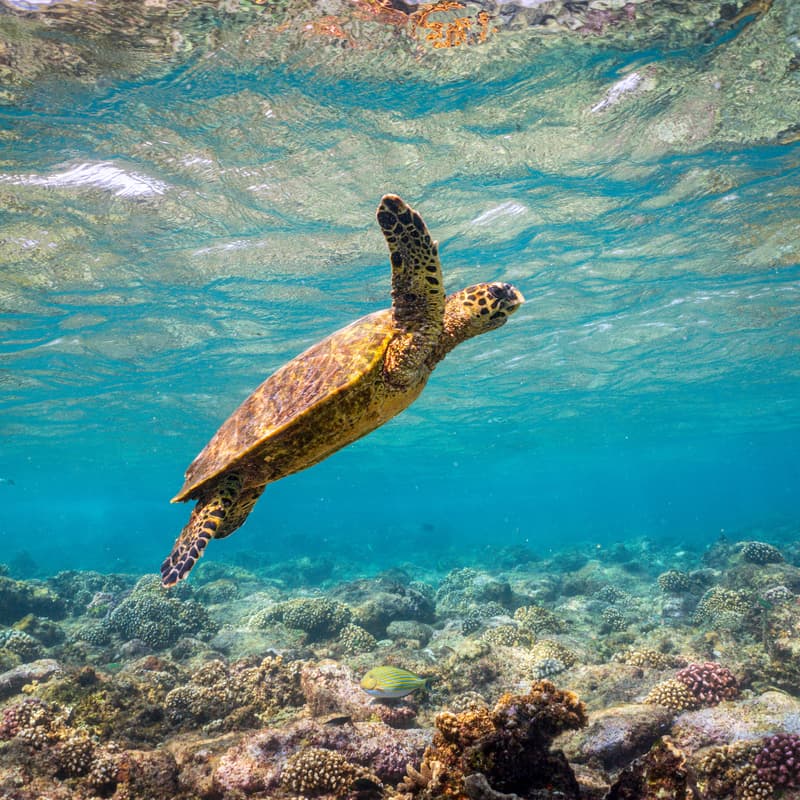 Cover Image for Creativity as a Climate Catalyst: Interactive Storytelling Salon & Leadership Panel