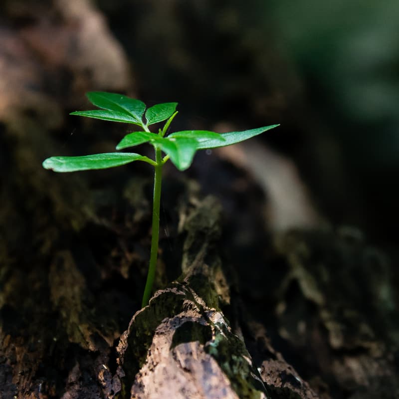 Cover Image for Nordic Business For, um, Regeneration?