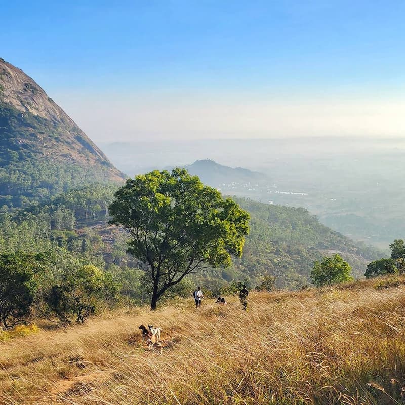 Cover Image for Sunrise Trek Alert: Horagina Betta🏔️