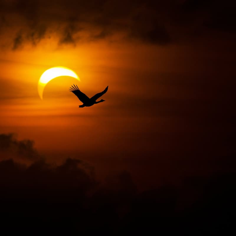 Cover Image for Blackout Boogaloo 2024: ECLIPSE WEEKEND