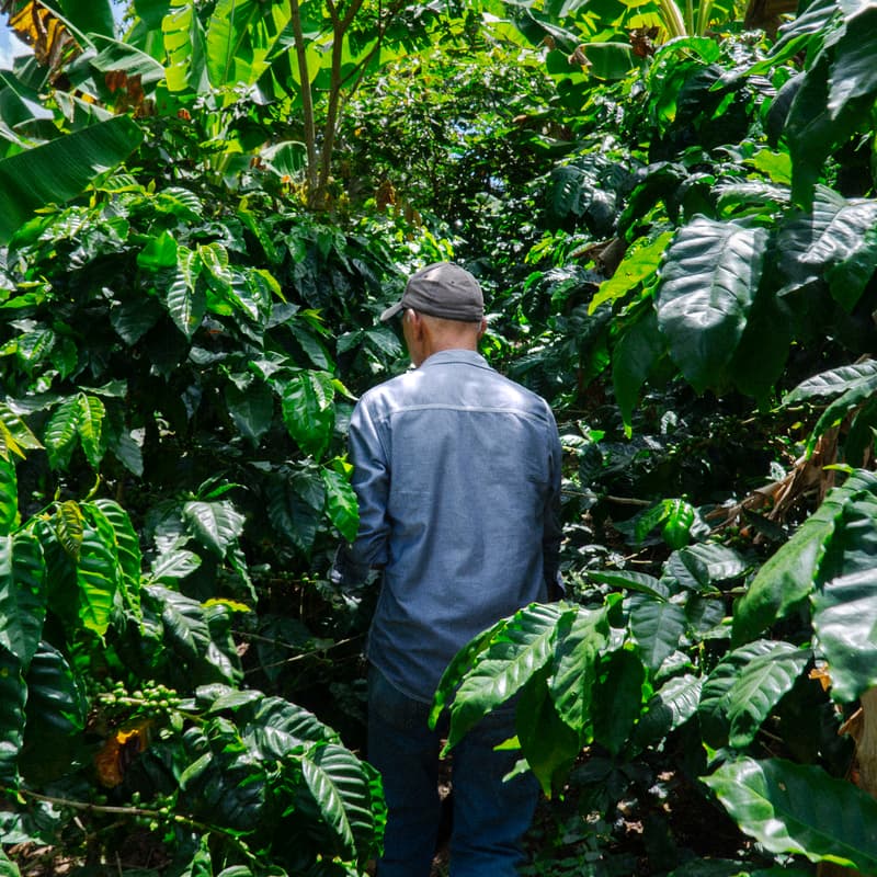 Cover Image for ØNSK Webinar: A conversation on forest coffee & better value chains