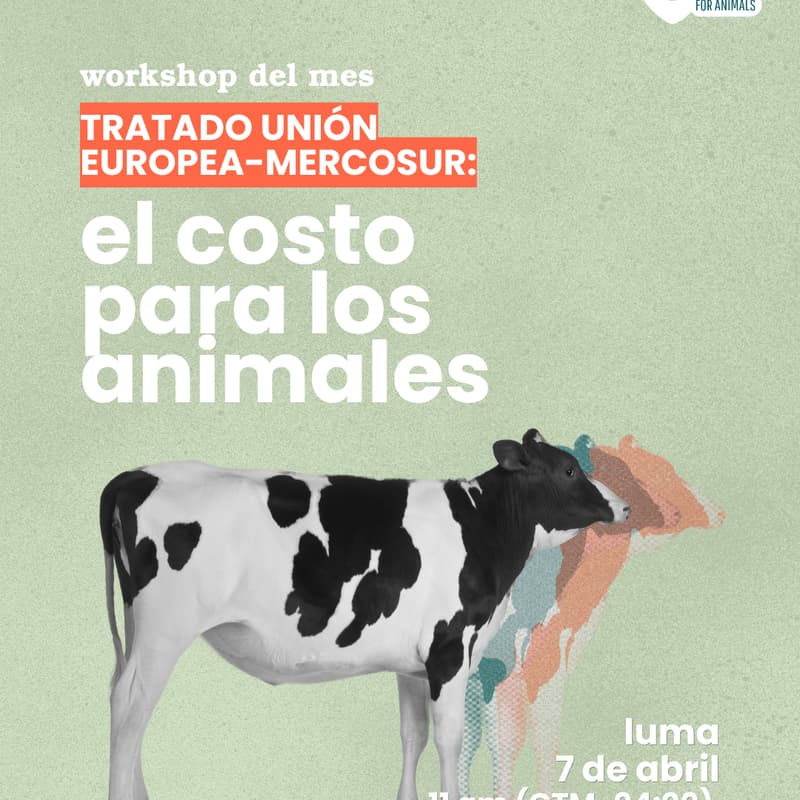 Cover Image for Workshop LatinGroup for Animals: Acuerdo UE-Mercosur, ¿Cómo afecta a los animales?