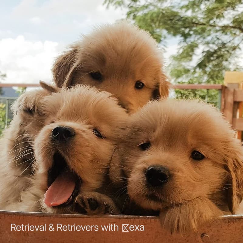 Cover Image for Retrieval and Retrievers 🐕 🔍