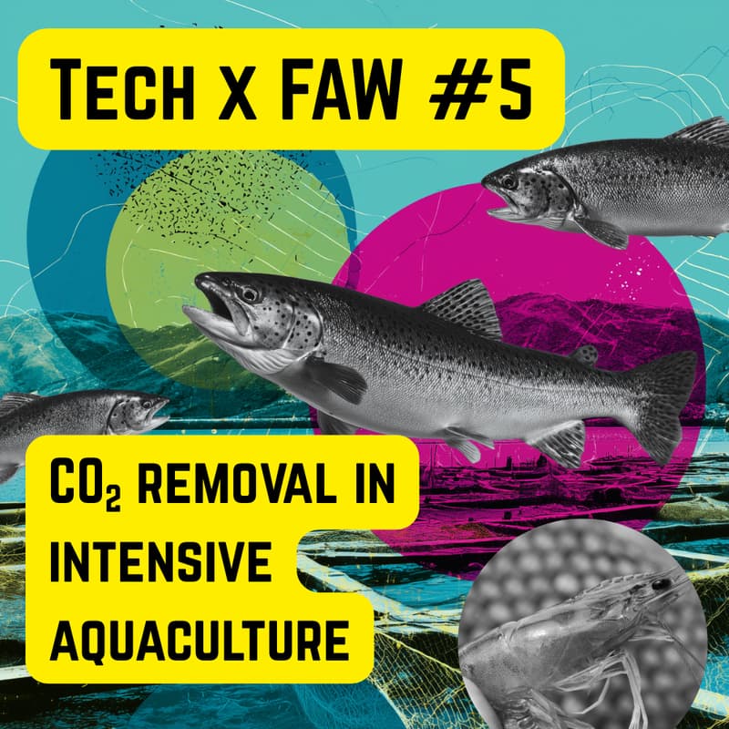 Cover Image for Tech x FAW 5: CO₂ removal in intensive aquaculture