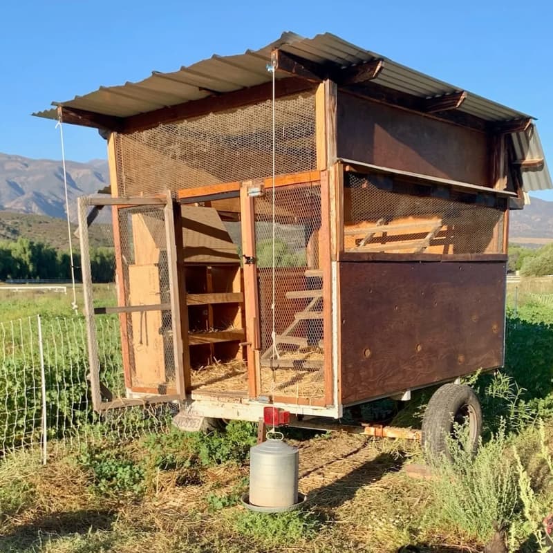 Cover Image for Backyard Chicken Care Workshop