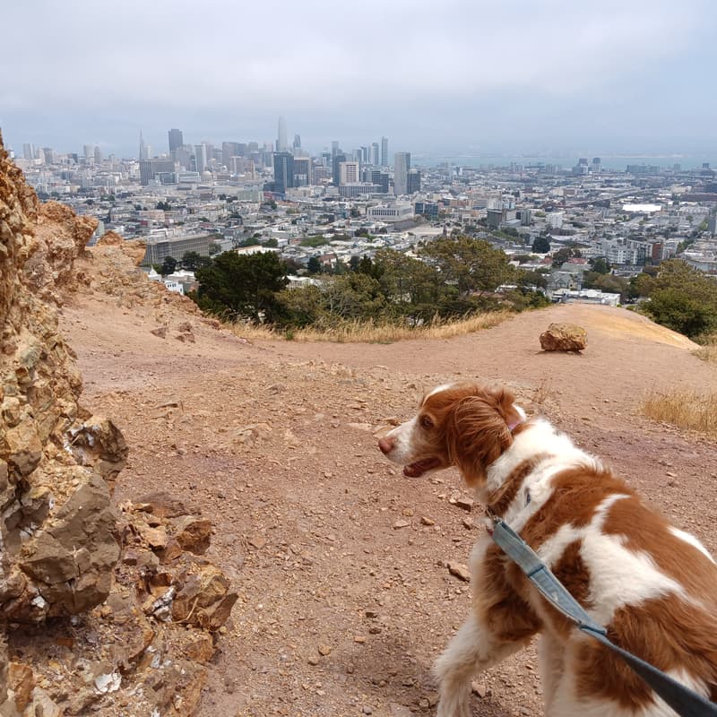 Cover Image for BioPharma Networking Hike: Mt Olympus & Corona Heights Park