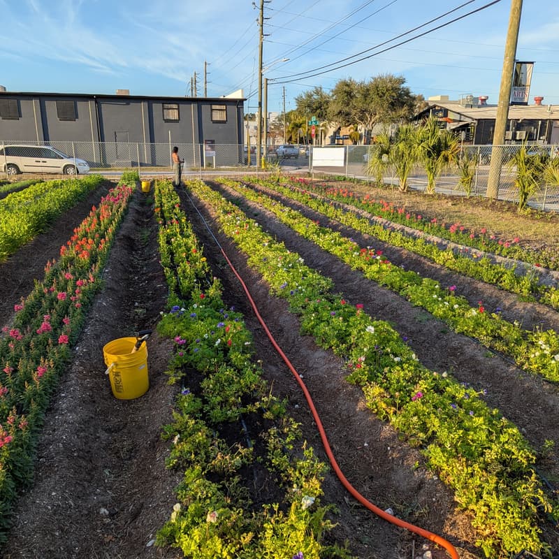 Cover Image for U-Pick at Padmé!