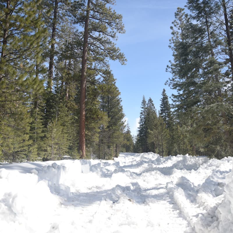 Cover Image for Forest and Friends - March 20, 2025
