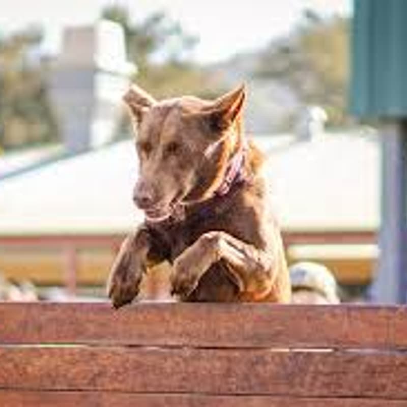 Cover Image for 123rd Murwillumbah Show