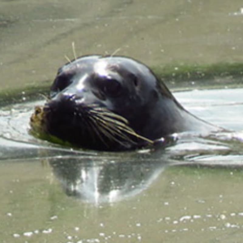 Cover Image for Sierra Club Nature Walk & Climate Talk