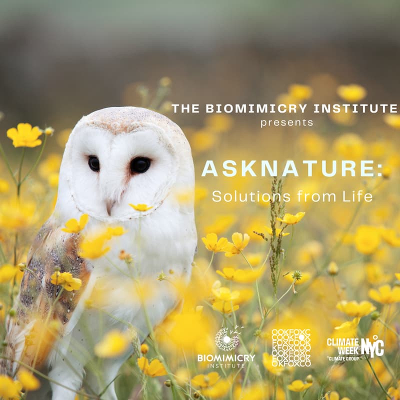 Cover Image for AskNature: Solutions from Life